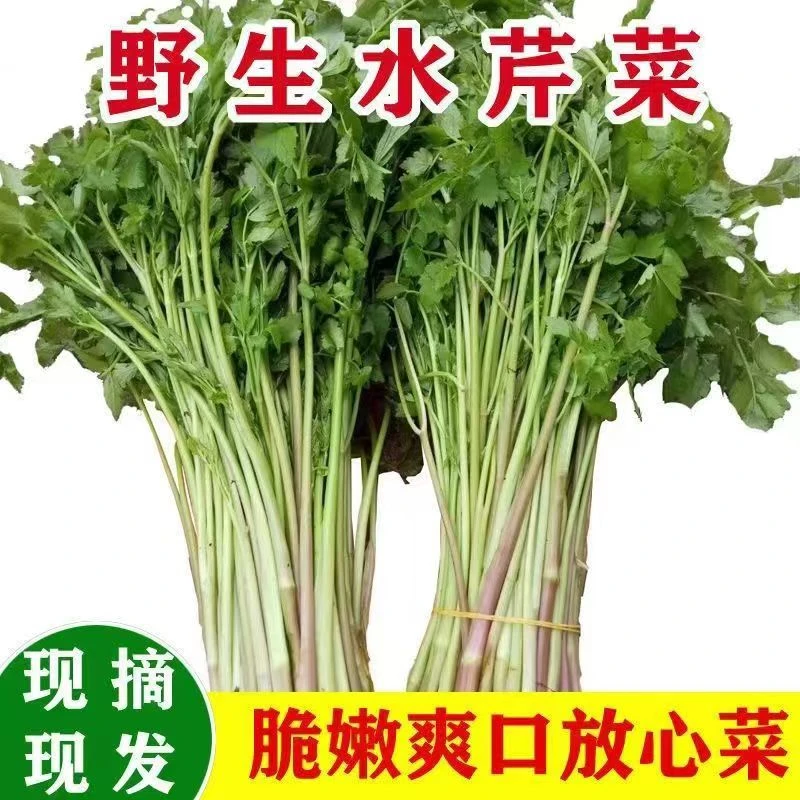 新鲜水芹菜野生芹菜现摘现发鲜嫩时令蔬菜3斤/五斤