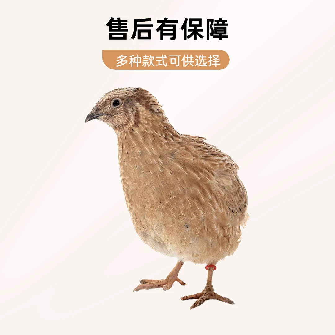 【精品鹌鹑】产蛋鹌鹑阳台宠物青年鹌鹑产蛋鹌鹑包邮到家