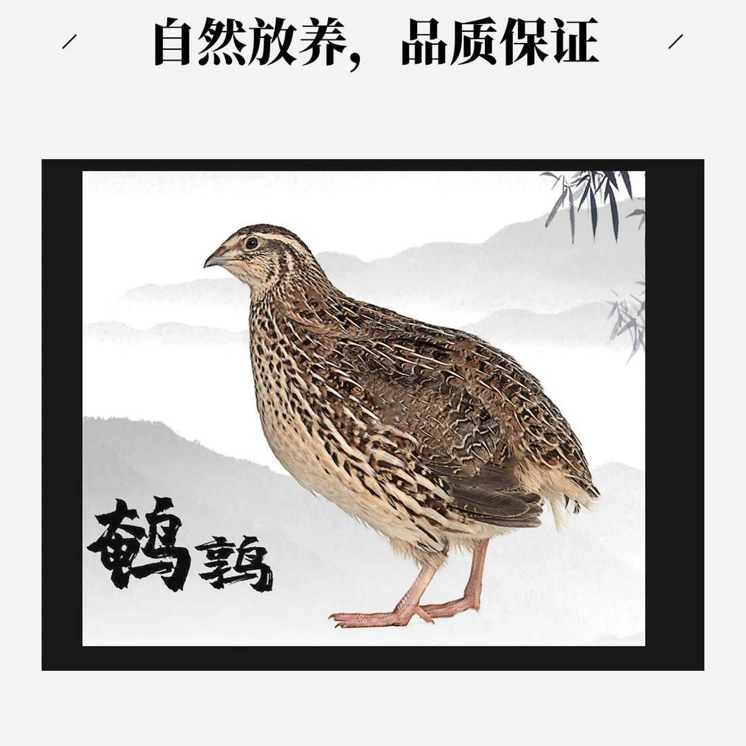 法巨鹌鹑青年鹌鹑包邮到家
