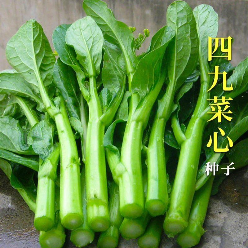 四季甜菜心种子抗热耐湿天青菜春秋四季播农家快菜种籽四九菜心籽
