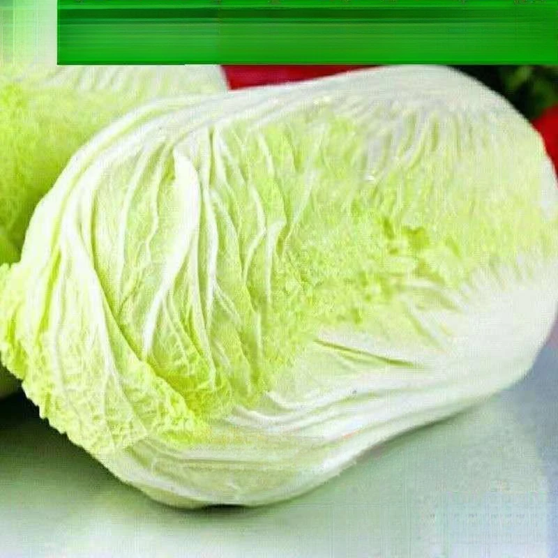 大白菜种子抗病耐寒包心白菜籽四季蔬菜种子大