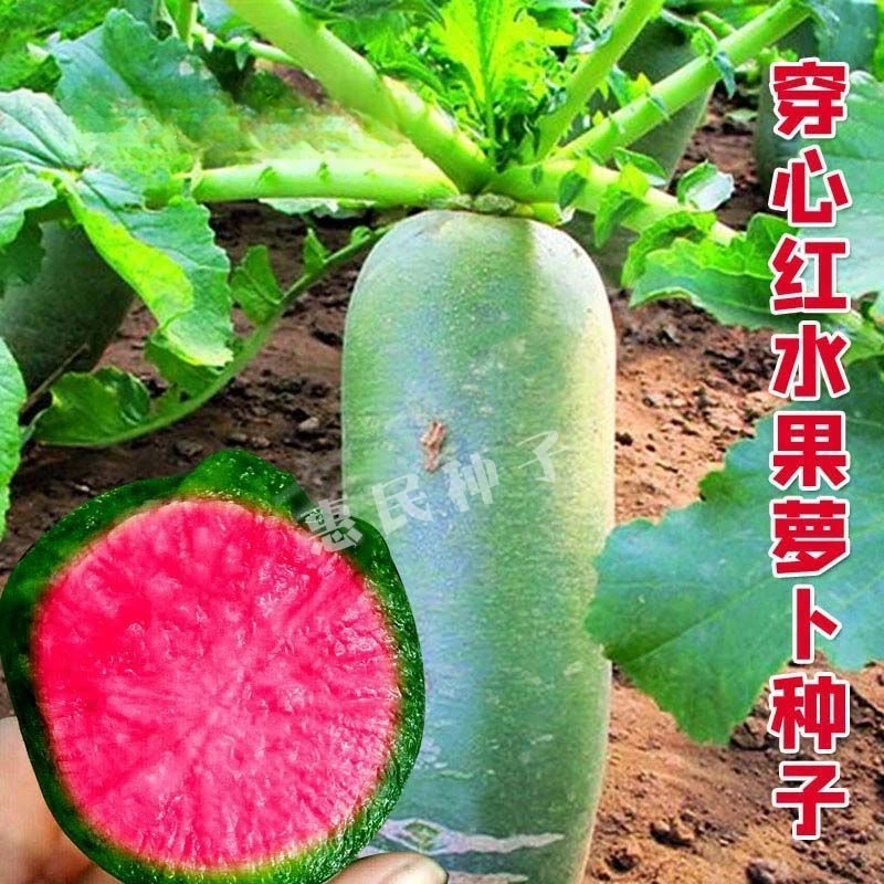 穿心红水果萝卜种子籽生吃脆甜青皮红瓤红心萝卜种子四季春夏秋播