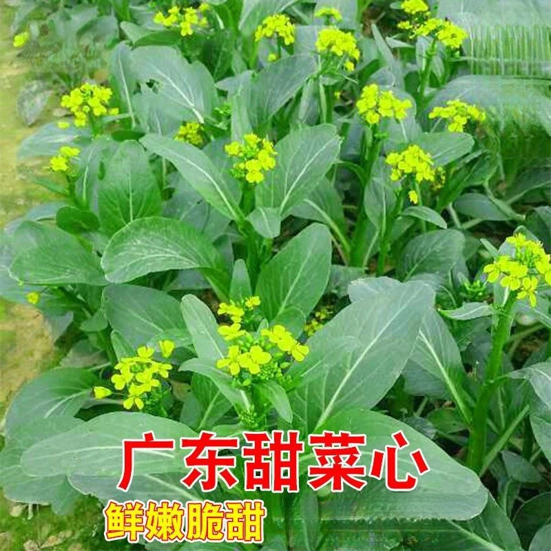 四九菜心种子四季耐高温广东油青甜菜心种籽矮脚圆叶盆栽蔬菜种孑