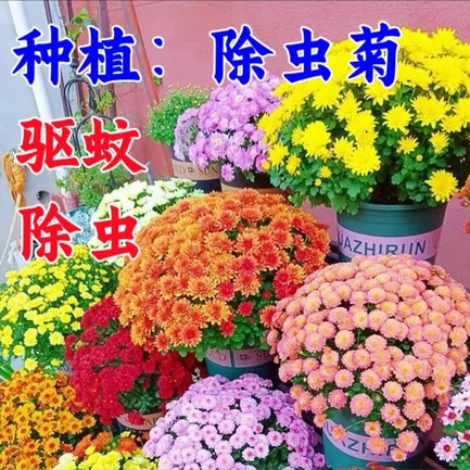 (1000粒+肥)除虫菊种子防虫驱蚊阳台盆栽庭院四季多年生花卉