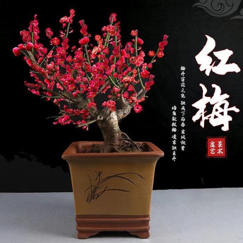 原生梅花盆栽梅花老桩朱砂梅宫粉梅绿梅花跳枝梅花树老桩庭院阳台