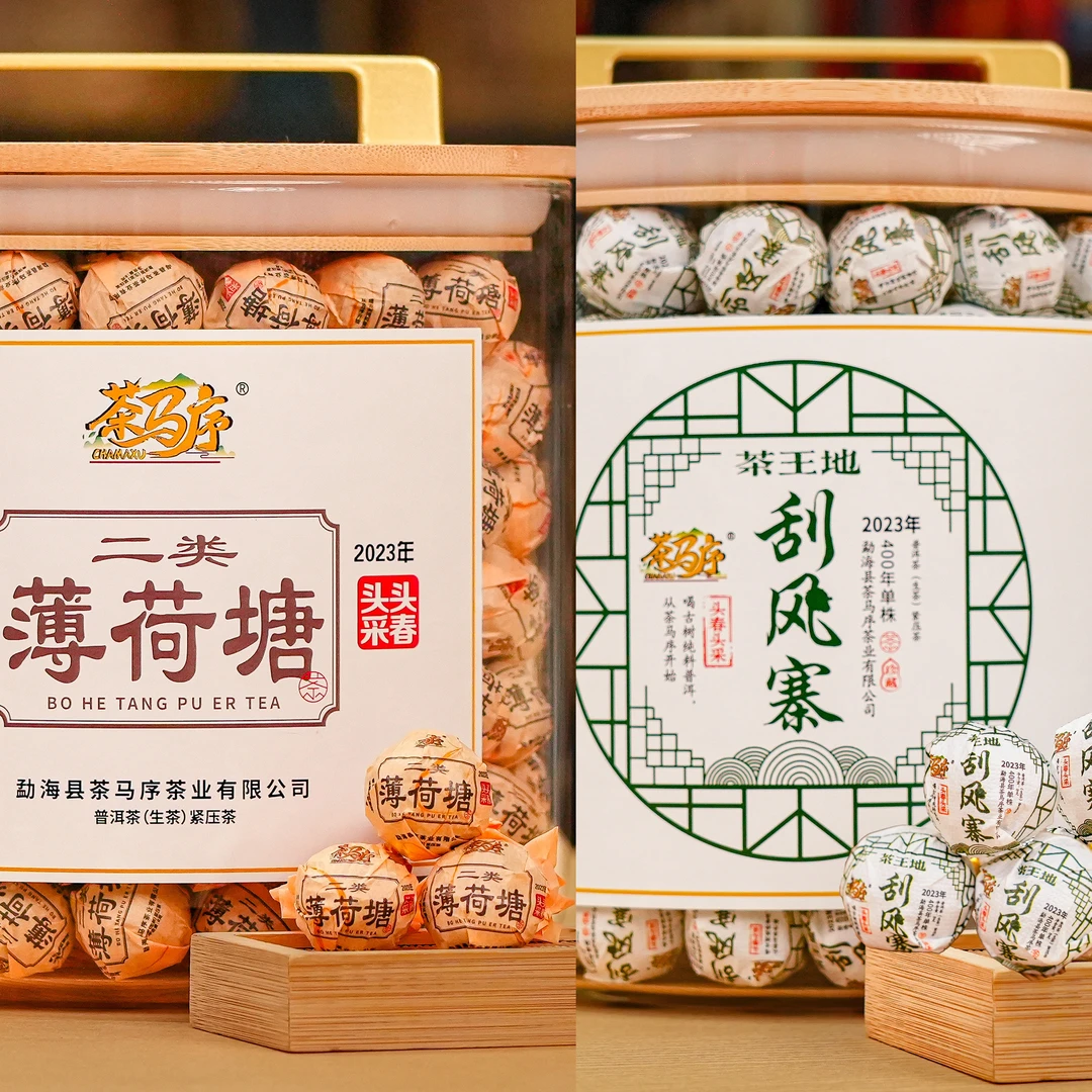 尝鲜龙珠组合：23年薄荷塘二类+23年刮风寨茶王树地单株 各10颗