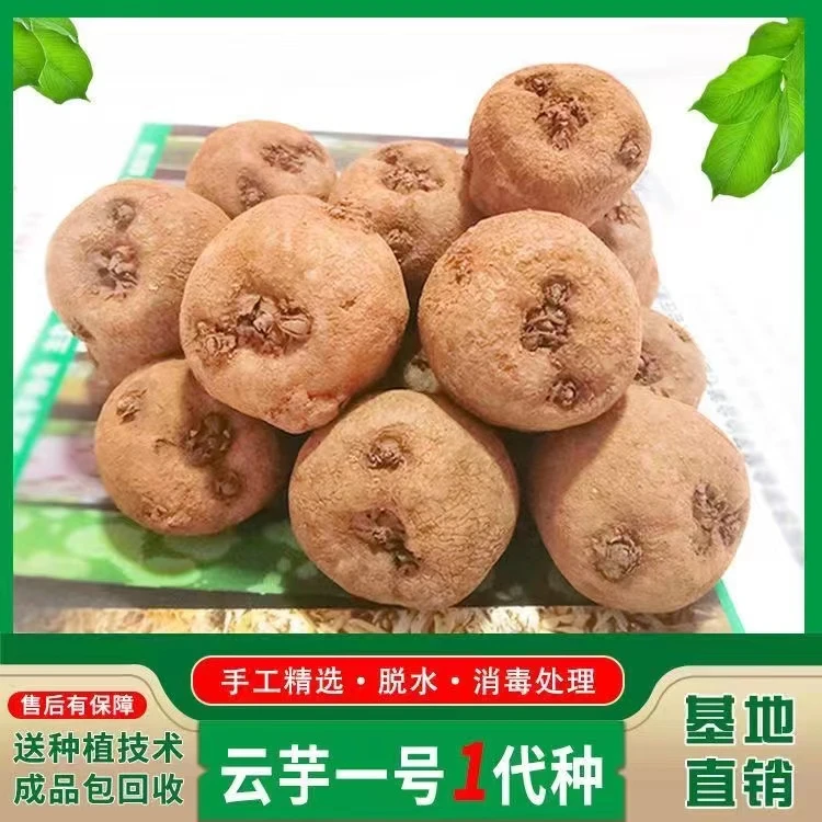 云门青杆花魔芋种云芋一号小个一代小个种籽高产抗病整箱批发包邮
