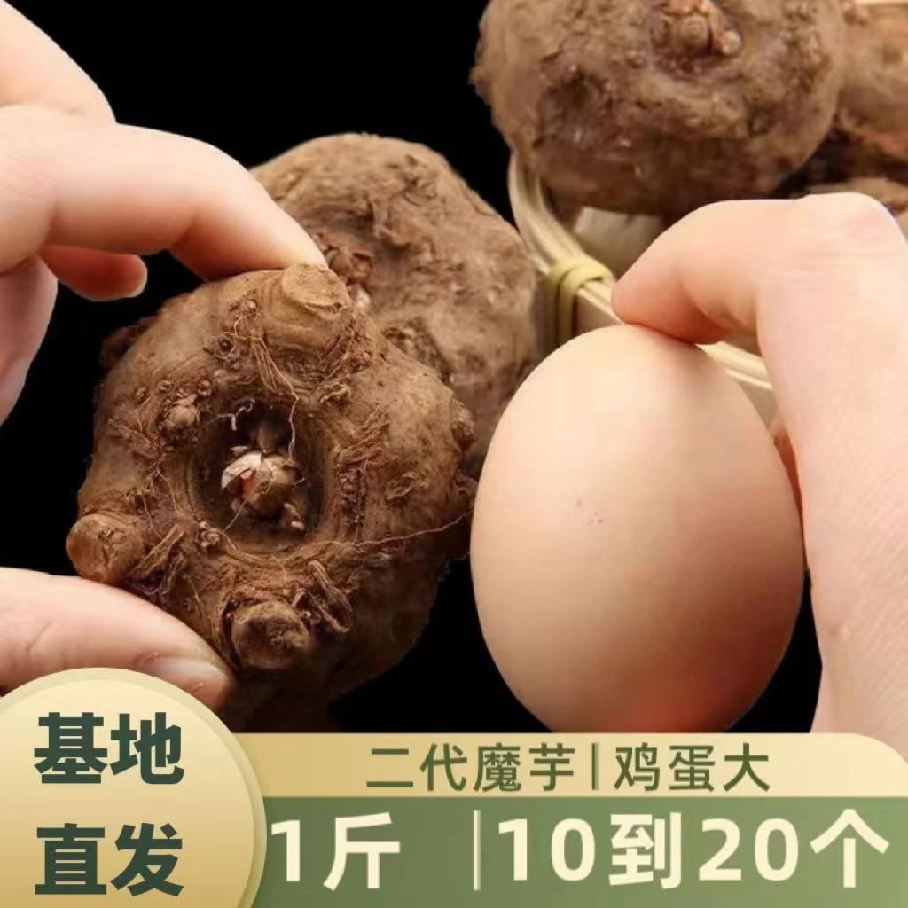 云南正宗老品种花魔芋脱水一代二代小个花魔芋种子基地直发