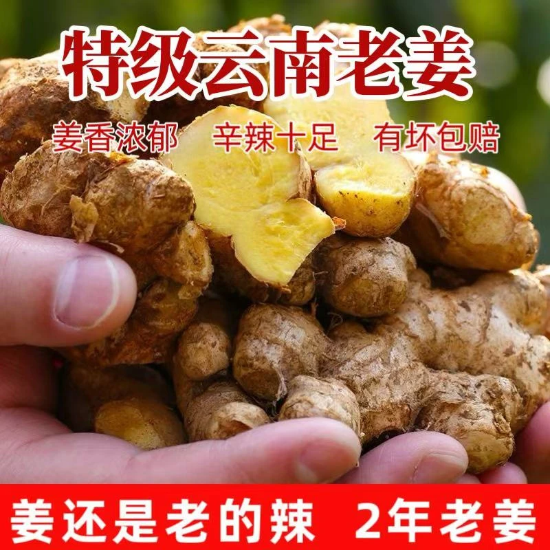 云南正宗小黄姜生姜新鲜现挖老姜月子姜产地直销