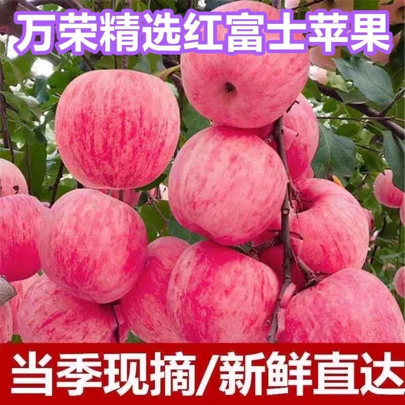【现摘脆甜】苹果水果红富士山西运城万荣水果批发
