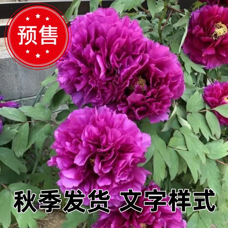 写乐 进口日系重瓣观赏牡丹品种 菏泽基地直发 先发肥料 秋天发货