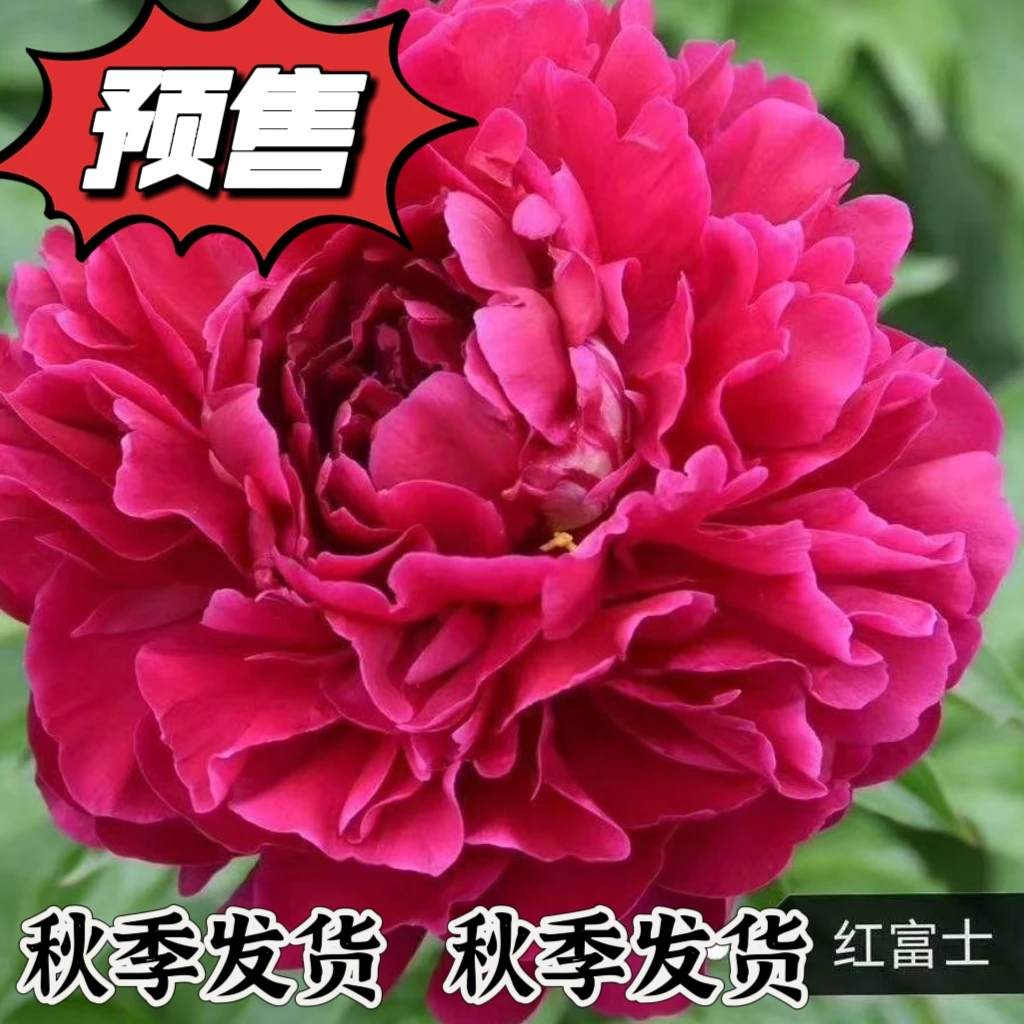 红富士  进口重瓣观赏芍药  现在下单秋季裸根发货