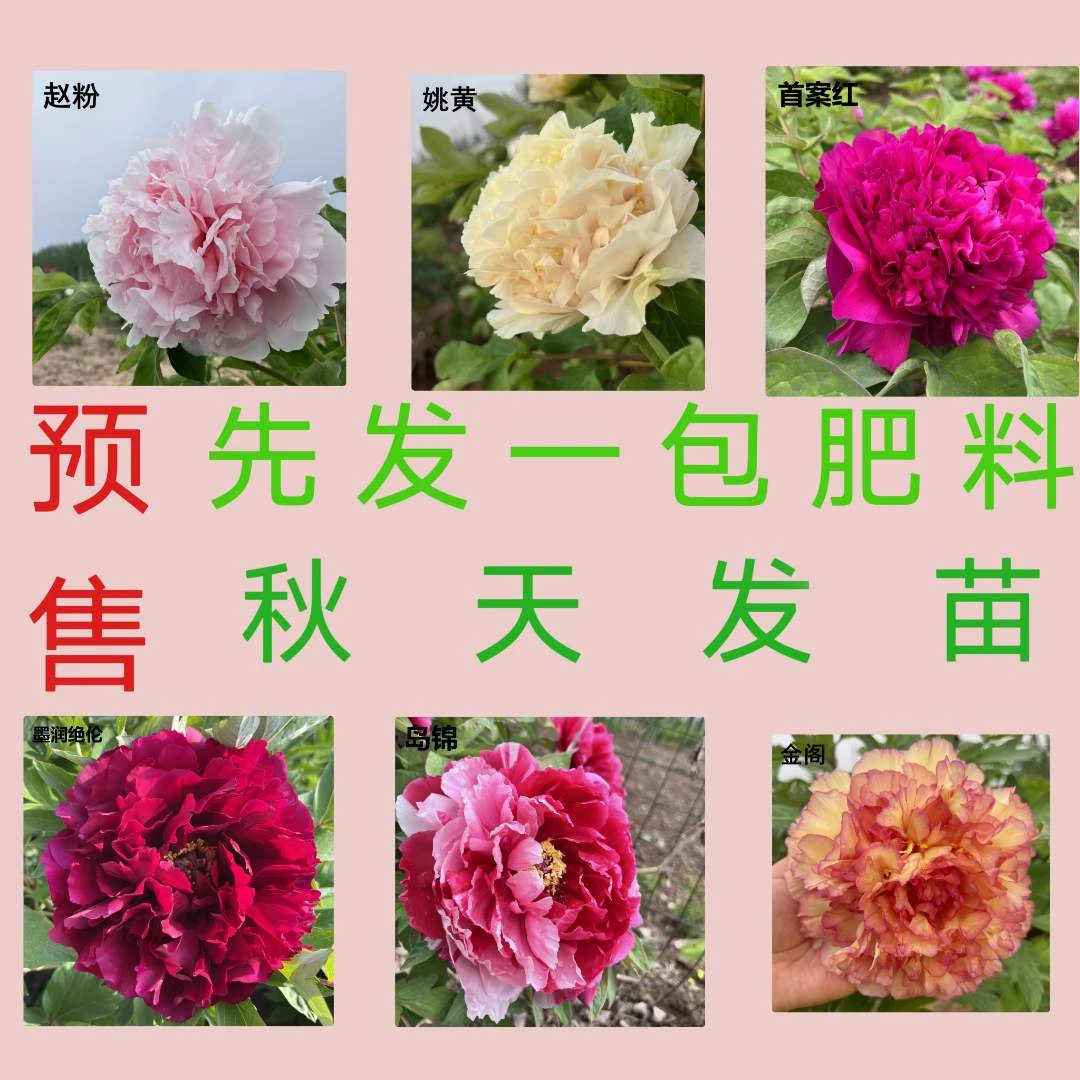 重瓣观赏春季牡丹    直播间一物一拍    庭院栽培美观植物