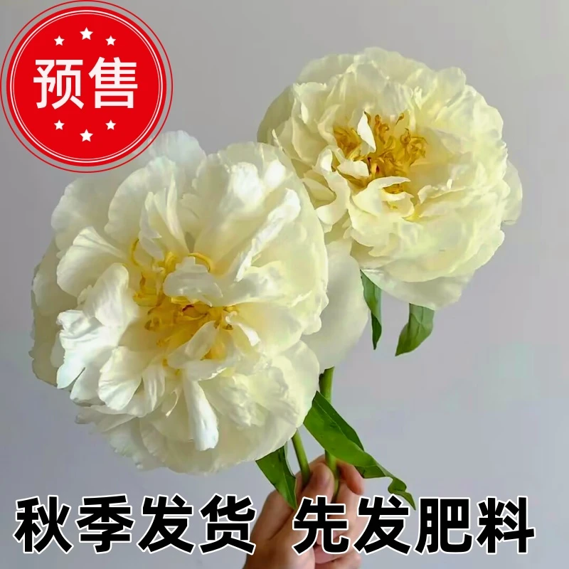 进口黄芍药阳光女孩秋季裸根发货