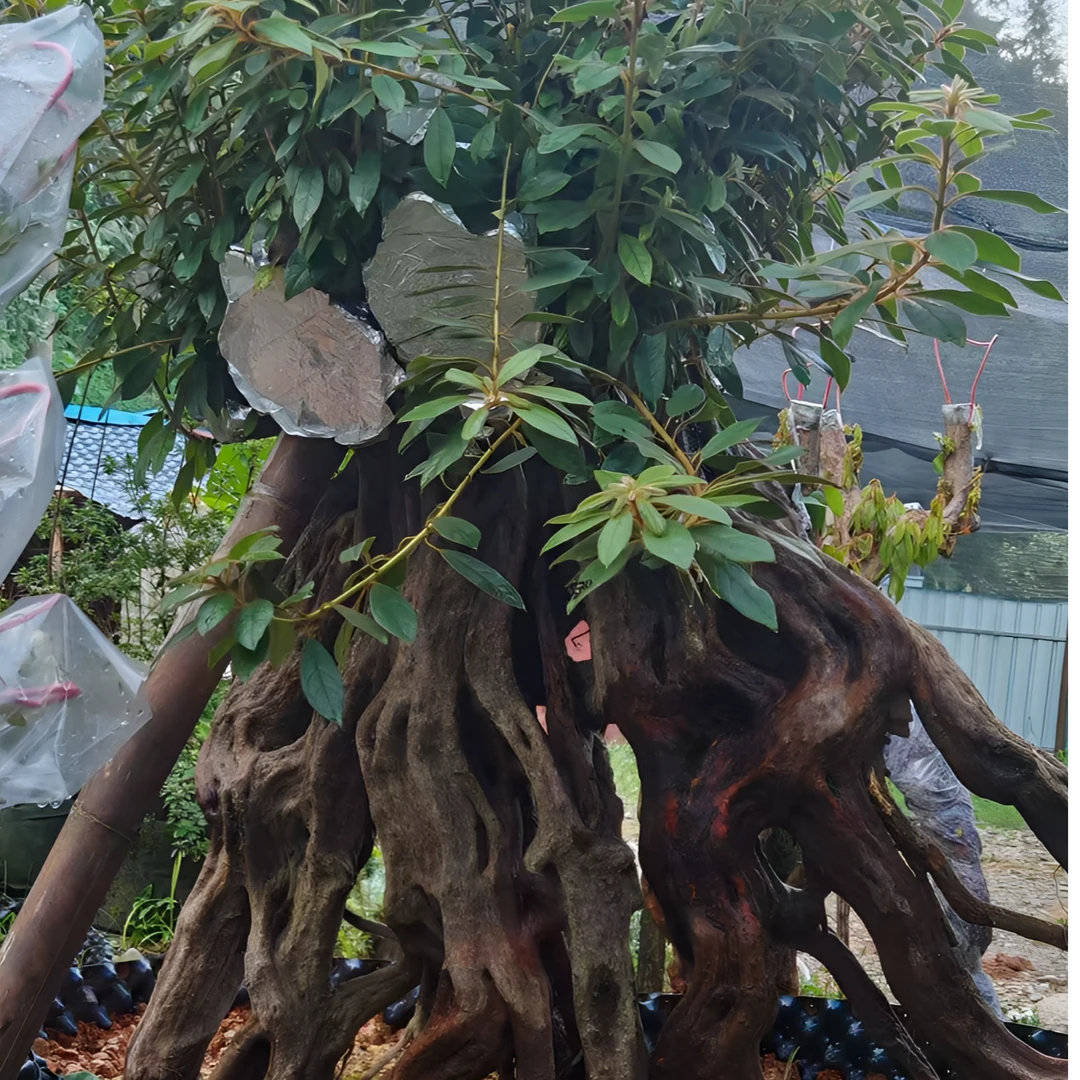 【乡格拉直播专用】杜鹃盆景生桩好种植气候适宜扦插都能活