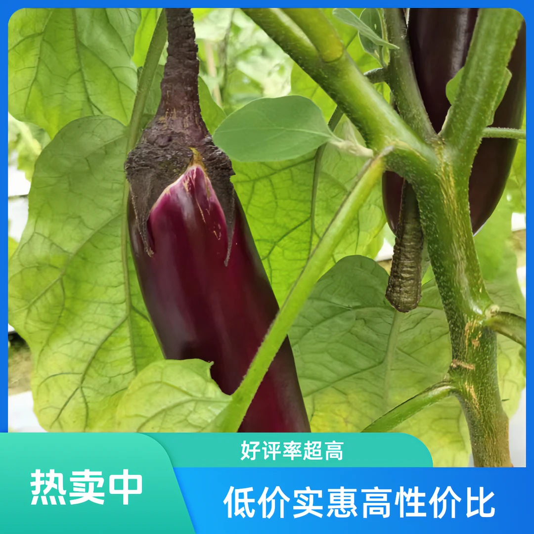 湖南武冈老乡家的本地露天茄子苦瓜丝瓜现摘现发