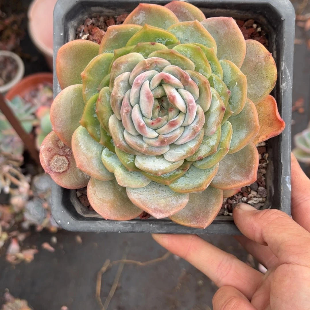 红陶300CM及以上二**姨