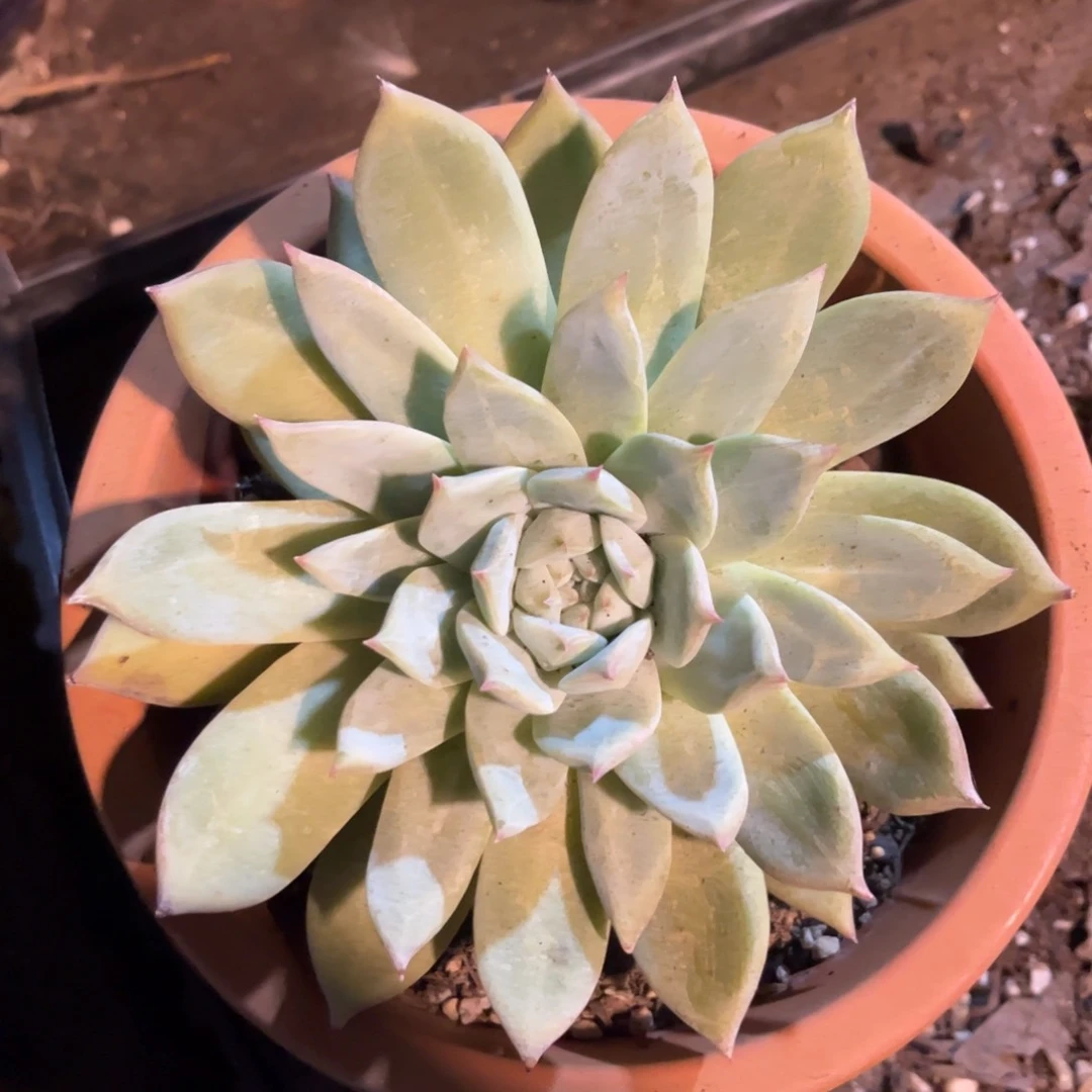 红陶300CM及以上