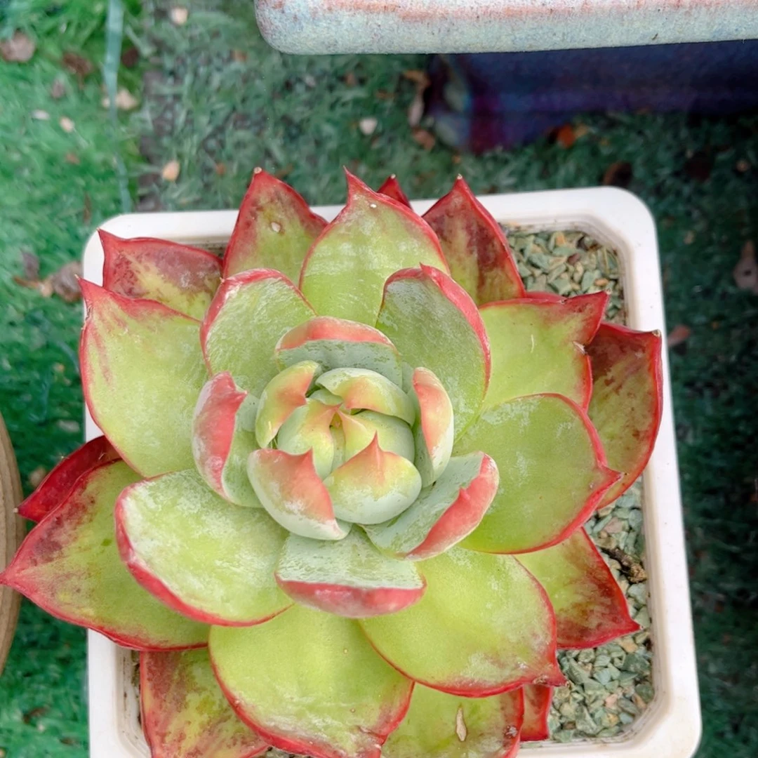 红陶20CM(含)-50CM(不含)