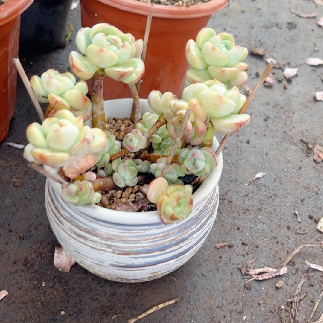 红陶20CM（含）-50CM（不含）自**渡