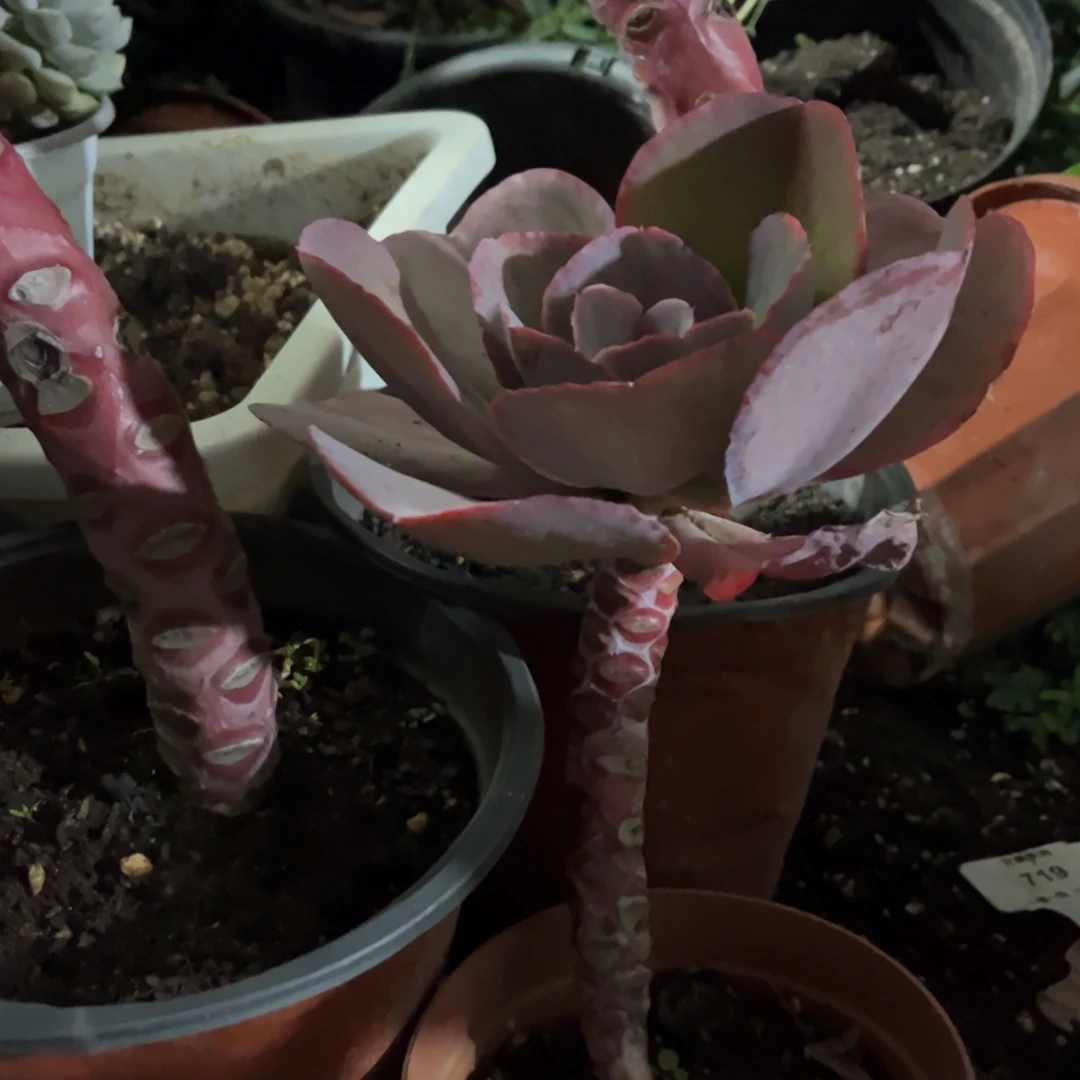 红陶20CM（含）-50CM（不含）