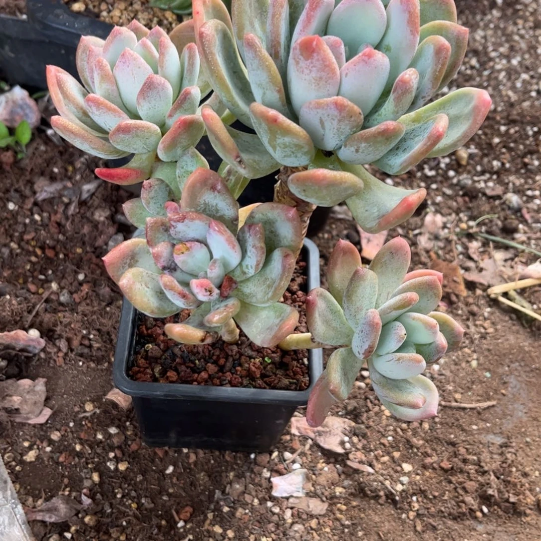 红陶300CM及以上阿*