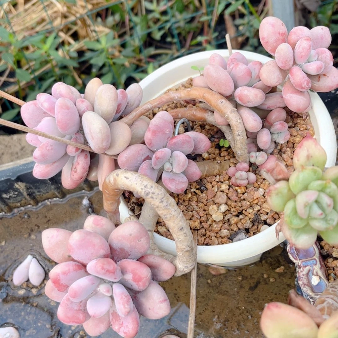 红陶20CM(含)-50CM(不含)