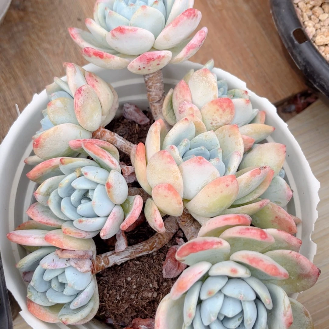 红陶20CM（含）-50CM（不含）
