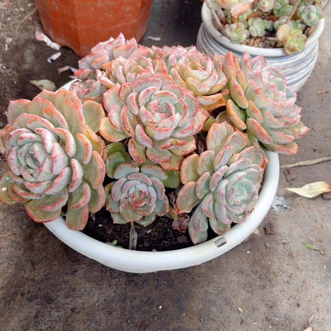 红陶20CM（含）-50CM（不含）自**渡