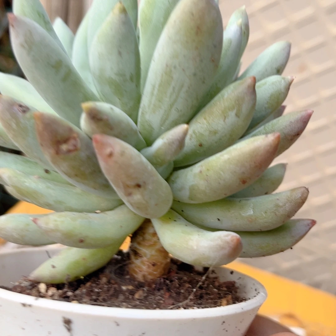 红陶20CM（含）-50CM（不含）