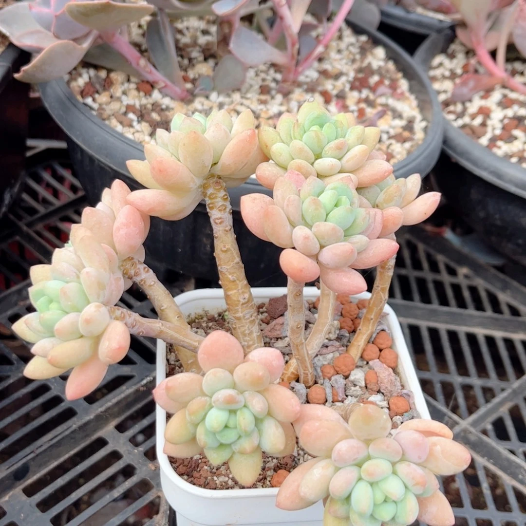 红陶20CM(含)-50CM(不含)