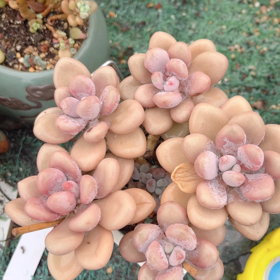 红陶20CM（含）-50CM（不含）