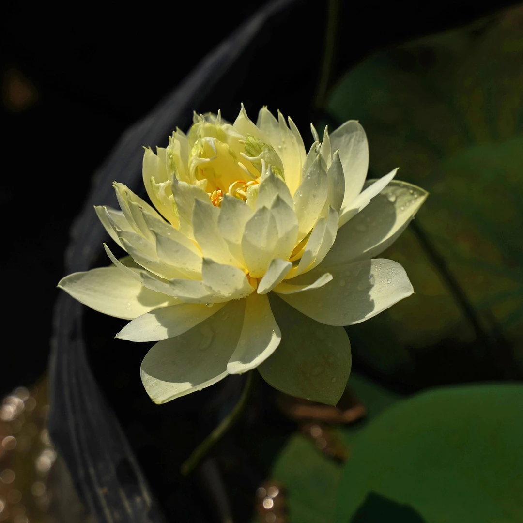 周劲松【青影】家庭院窗阳台小微型盆栽种植阳台碗莲荷花种藕根茎苗