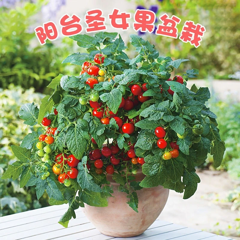 矮生番茄苗盆栽番茄苗矮生盆栽番茄种子种苗