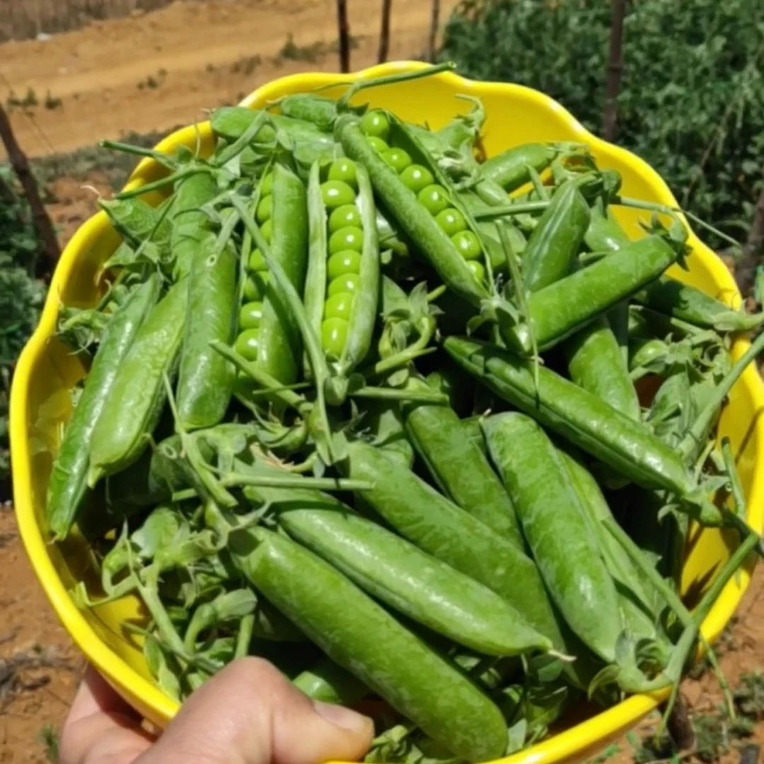 新鲜云南高原带壳青豆角脆甜水果豌豆荚现摘现发蔬菜5斤/9斤