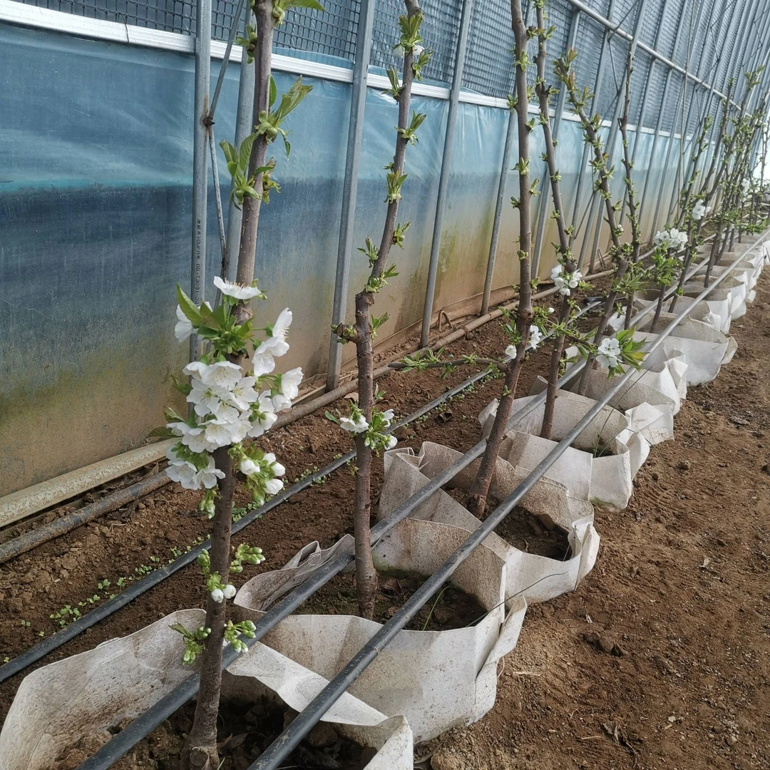 成品【2年裸根带花苞发货】盆栽院栽种植嫁接当年结果车厘子樱桃苗
