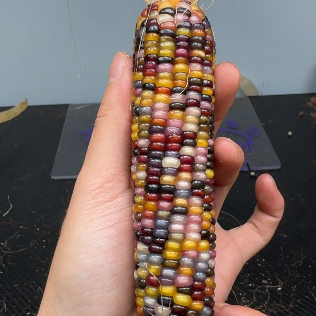 柏香籽/百香籽吊坠江****！