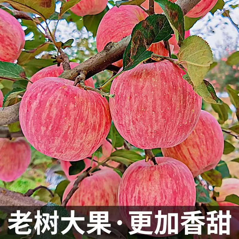 新鲜正宗洛川苹果陕西洛川红富士苹果脆甜多汁高原红富士陕西苹果