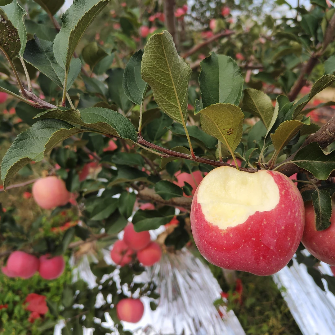 新鲜苹果红富士苹果新鲜多汁大果口感丰富包邮优选