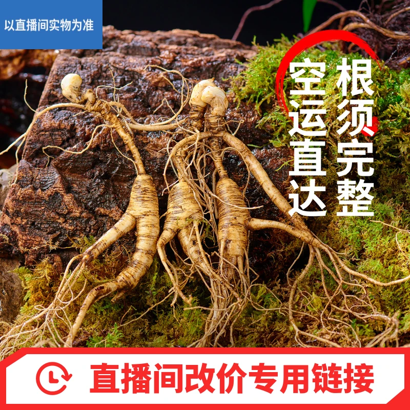 人参直播间专属链接，非直播勿拍