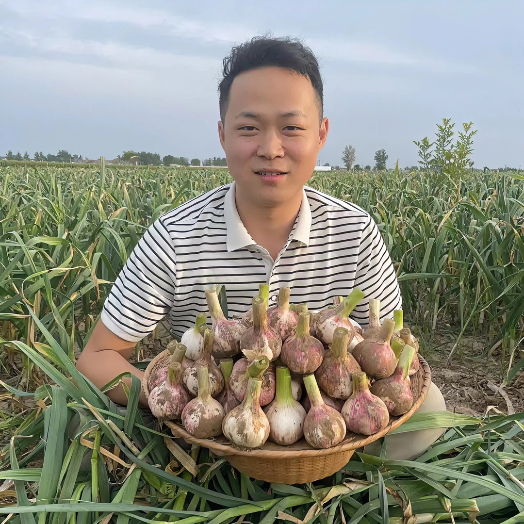 2025新鲜大蒜头现挖现发精品大蒜可腌糖蒜#新鲜紫皮大蒜