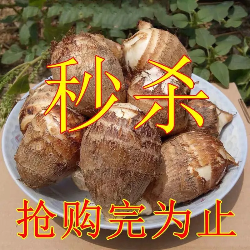 现挖毛芋头9斤包邮当季新鲜小芋头香芋粉软糯丝滑芋仔芋艿5/1斤