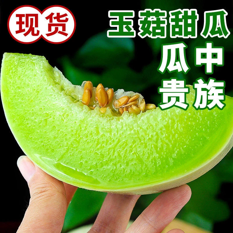 海南玉菇甜瓜果园直供新鲜香甜应季水果产地现摘甜蜜爆甜多汁蜜瓜