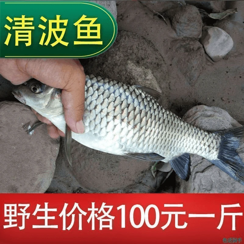 清波鱼养殖小鱼淡水名特优鱼类鱼塘水库水池堰塘草鱼食性习性好养