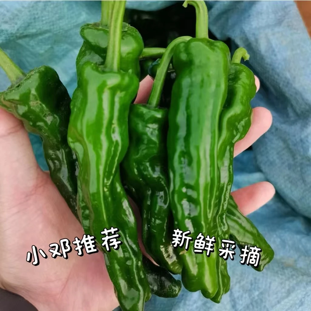 【现摘现发正宗螺丝椒】2024新鲜小皱皮薄皮香辣特辣螺丝椒当季辣椒