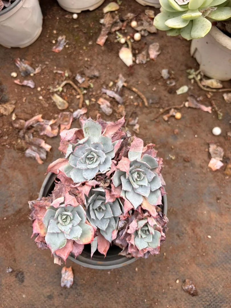 【龙赞尼 超级多枯叶子】多肉植物 云南基地直发新手阳台养护 脱土