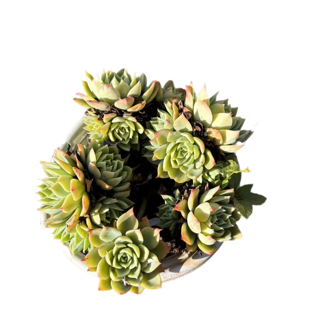 【三色堇 以直播为准】多肉植物 云南基地直发新手阳台养护 脱土