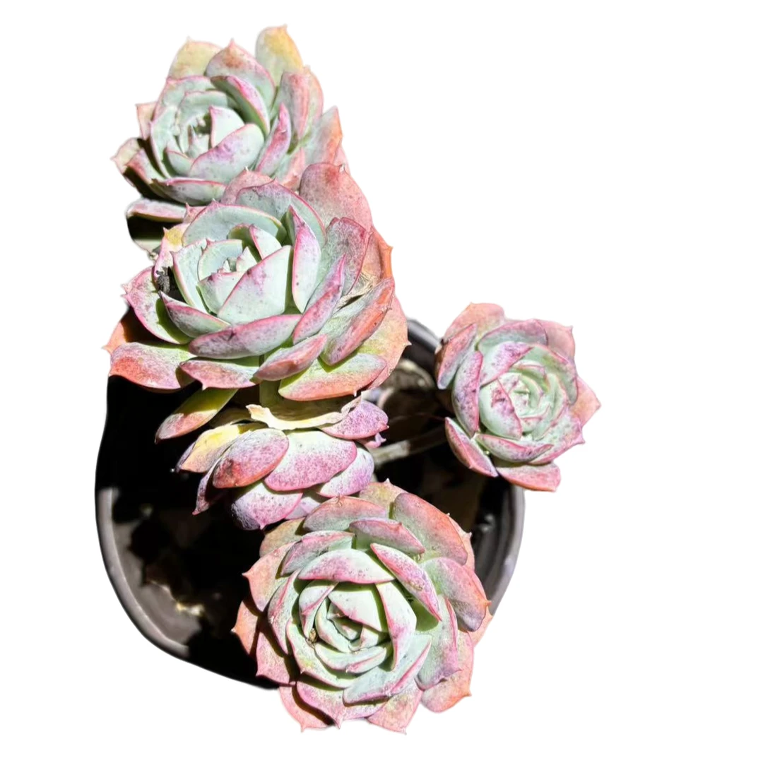 【克罗地亚玫瑰 】多肉植物 云南基地直发新手阳台养护 脱土发货