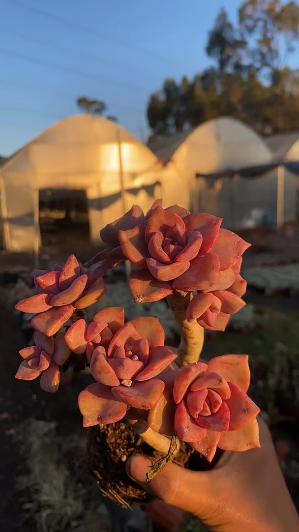 彩虹糖直播间为准 多肉植物云南基地直发新手阳台养护