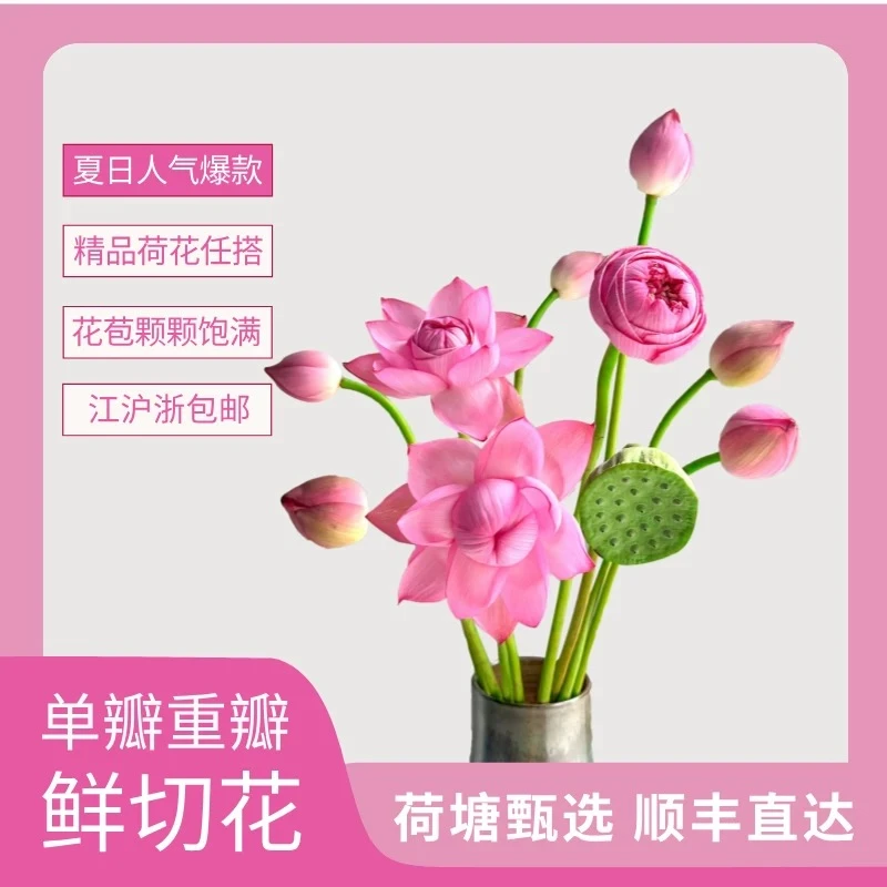 【荷花花苞】/单瓣/小红书爆款教师节花束折花新鲜采摘